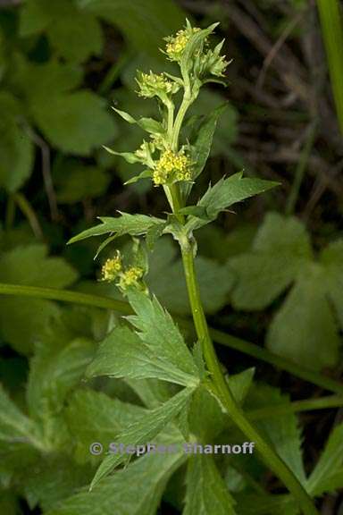 sanicula crassicaulis 3 graphic